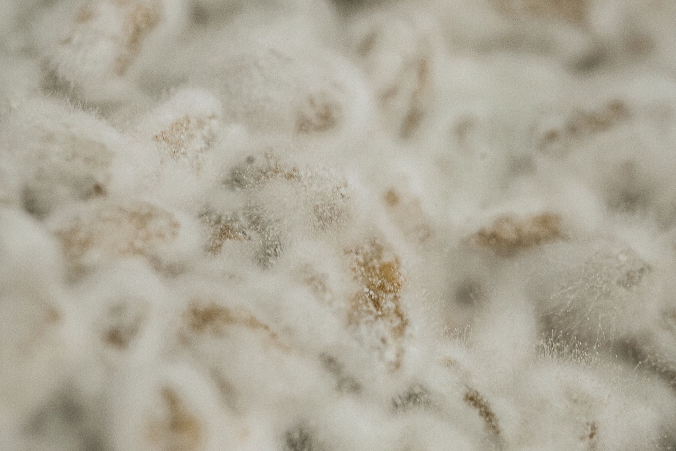 Sehr nahe Makroaufnahme von weißem, flaumigem Koji-Myzel: weiche Wülste mit vereinzelten warmbeigen Stellen, Ränder unscharf, hell und diesig
